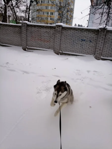 Husky-Hund läuft draußen im Schnee — Stockfoto