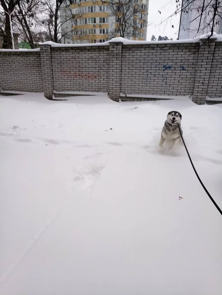 Chien Husky courant dans la neige à l'extérieur — Photo
