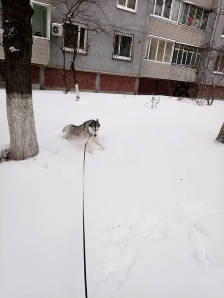 Husky cão correndo na neve fora — Fotografia de Stock