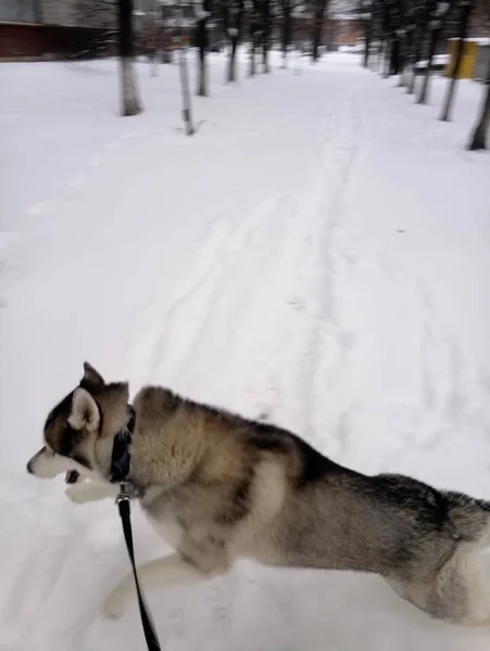 Chien Husky courant dans la neige à l'extérieur — Photo