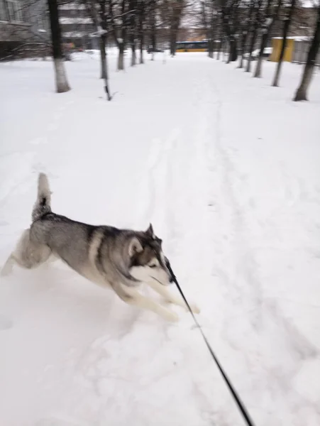 Husky cão correndo na neve fora — Fotografia de Stock