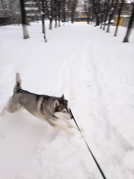 Husky pies działa w śniegu na zewnątrz — Zdjęcie stockowe