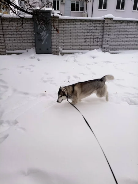 Chien Husky courant dans la neige à l'extérieur — Photo