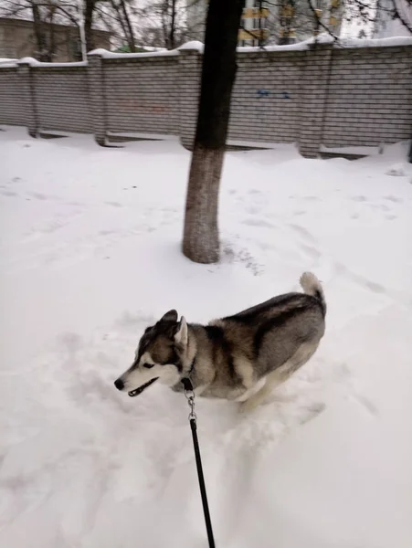 Husky-Hund läuft draußen im Schnee — Stockfoto