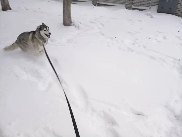 Husky pies działa w śniegu na zewnątrz — Zdjęcie stockowe