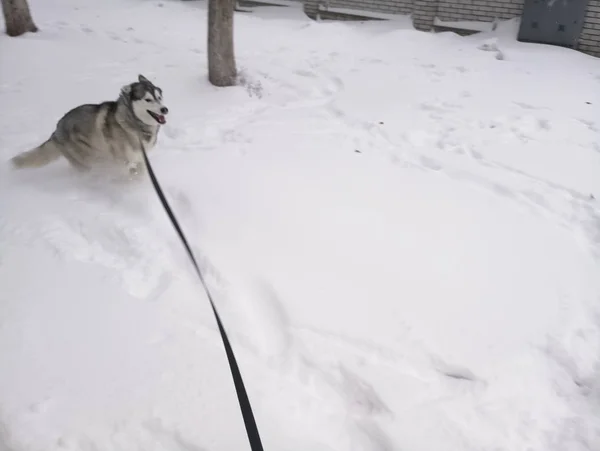 Husky cão correndo na neve fora — Fotografia de Stock