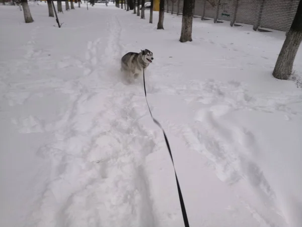 Husky pies działa w śniegu na zewnątrz — Zdjęcie stockowe