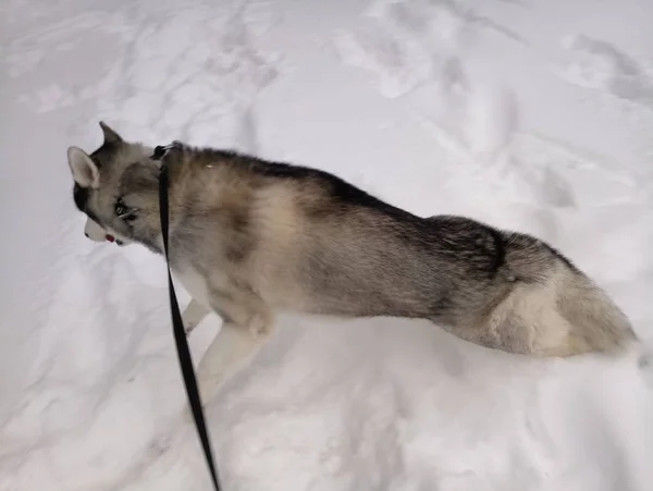 Husky cão correndo na neve fora — Fotografia de Stock