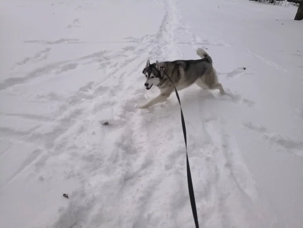 Husky perro corriendo en la nieve fuera —  Fotos de Stock