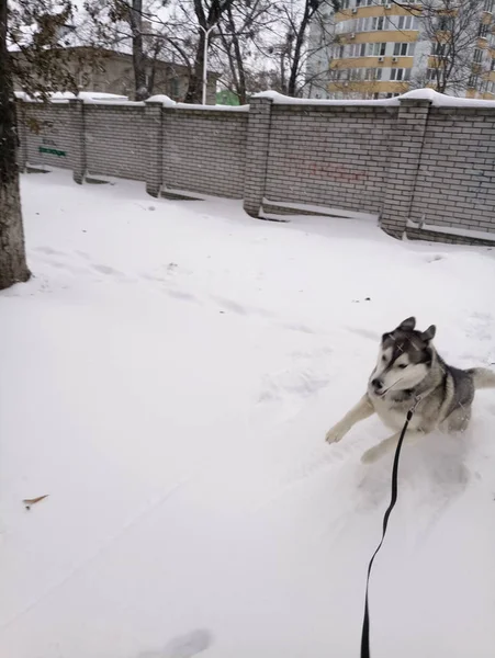 Husky cão correndo na neve fora — Fotografia de Stock