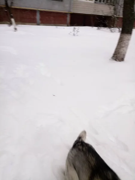 Husky cão correndo na neve fora — Fotografia de Stock