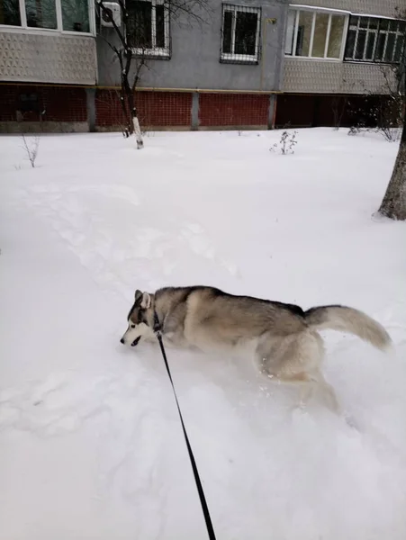 Husky hund kör i snön utanför — Stockfoto