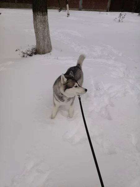 Chien Husky courant dans la neige à l'extérieur — Photo