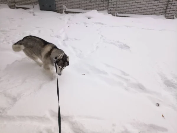 Собака породы хаски бегает по снегу на улице — стоковое фото