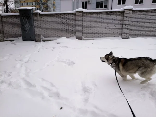 外で雪の中を走るハスキー犬 — ストック写真