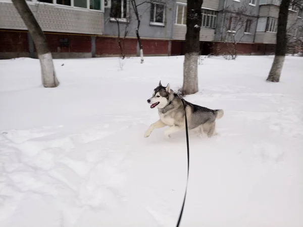 Хаскі собака біжить на снігу зовні — стокове фото
