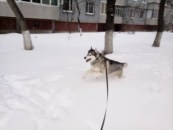 Husky cão correndo na neve fora — Fotografia de Stock