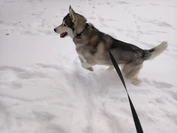 Husky hund kör i snön utanför — Stockfoto