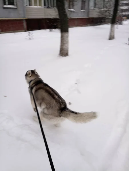 Husky hund kör i snön utanför — Stockfoto