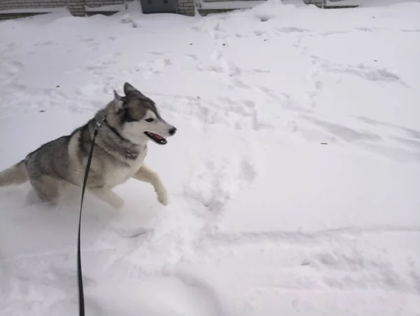 Huský pes běžící venku ve sněhu — Stock fotografie