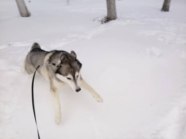 Karın dışında kar çalışan Husky köpek — Stok fotoğraf