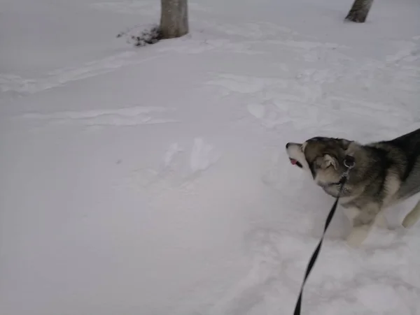 Husky cão correndo na neve fora — Fotografia de Stock