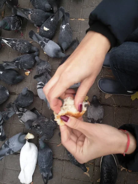 Palomas alimentadas en la calle mucho — Foto de Stock