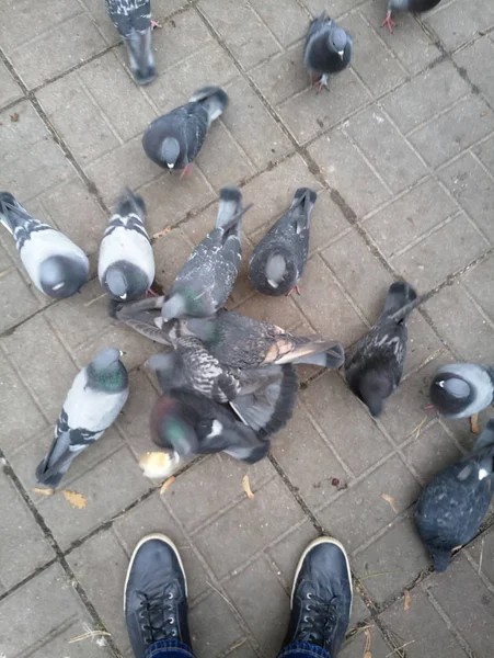 Годували голубів на вулиці багато — стокове фото