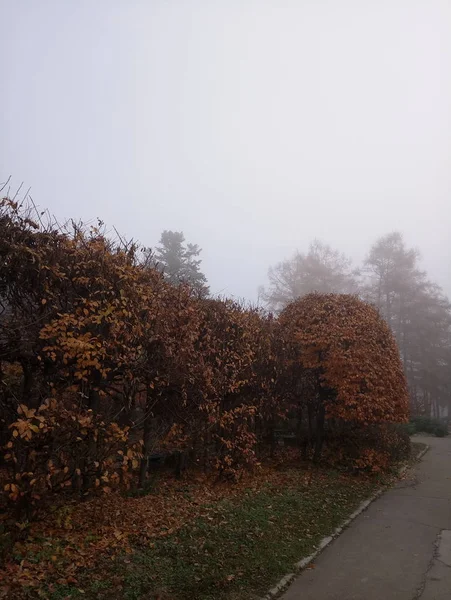 A nap folyamán a ködben — Stock Fotó