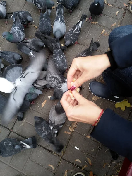 Fed duiven op de straat veel — Stockfoto