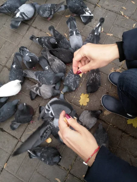 거리에 많이 먹이 비둘기 — 스톡 사진