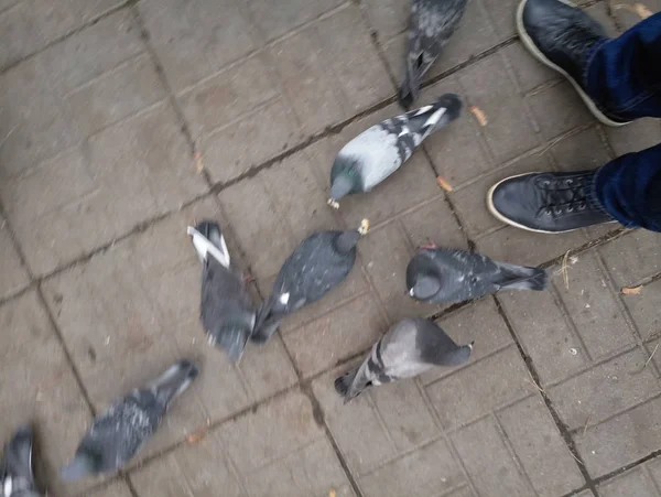 Pigeons nourris dans la rue beaucoup — Photo