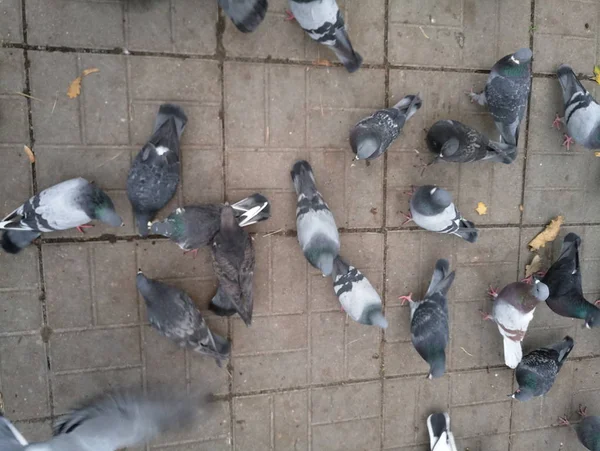 多くの通りに鳩を飼育 — ストック写真