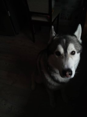 Husky köpek evde mutfakta oturan