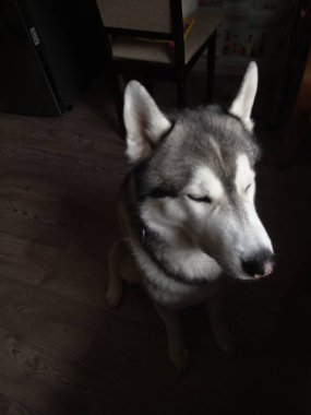 Husky köpek evde mutfakta oturan