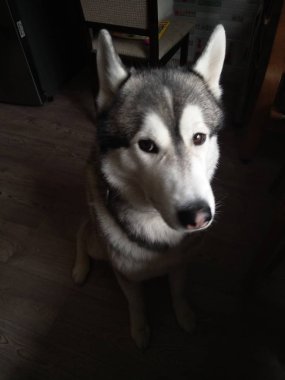 Husky köpek evde mutfakta oturan