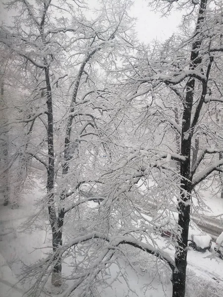 Деревья в парке на снегу — стоковое фото