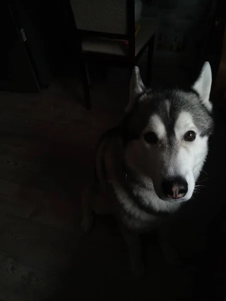 Husky perro sentado en la cocina en casa — Foto de Stock