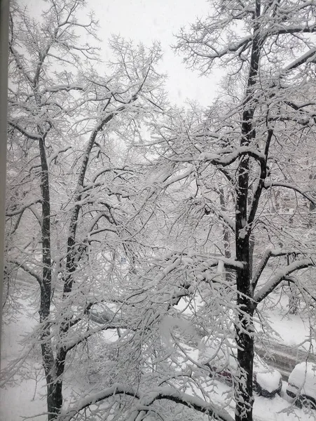 Träd i en park i snön — Stockfoto