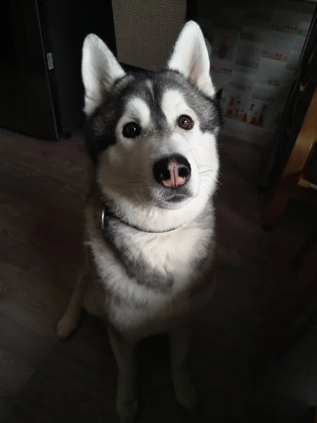 Husky perro sentado en la cocina en casa — Foto de Stock