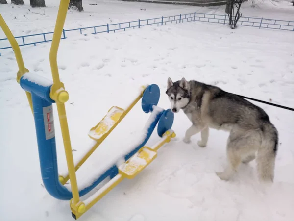 Husky cão correndo na neve de dia — Fotografia de Stock