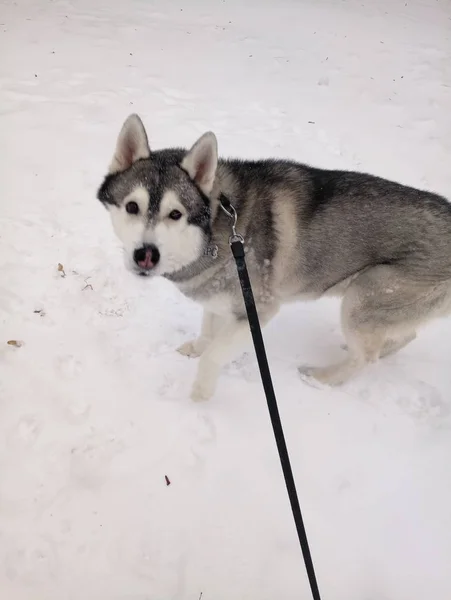 Husky perro corriendo en la nieve por el día —  Fotos de Stock
