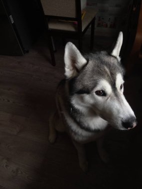 Husky köpek evde mutfakta oturan