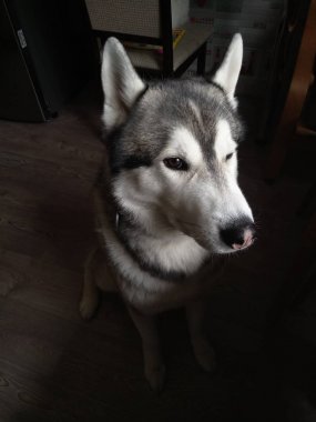 Husky köpek evde mutfakta oturan
