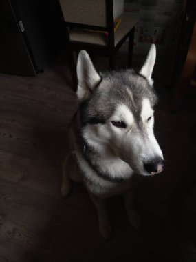 Husky köpek evde mutfakta oturan