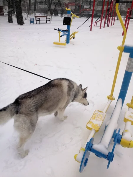 日中雪の中を走るハスキー犬 — ストック写真