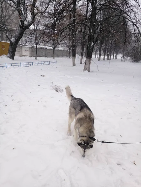 Собака породы хаски днем бегает по снегу — стоковое фото