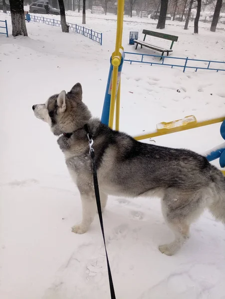 Husky perro corriendo en la nieve por el día —  Fotos de Stock