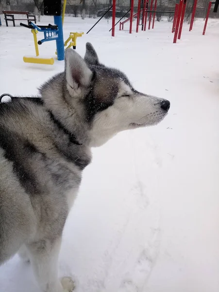 Husky cão correndo na neve de dia — Fotografia de Stock