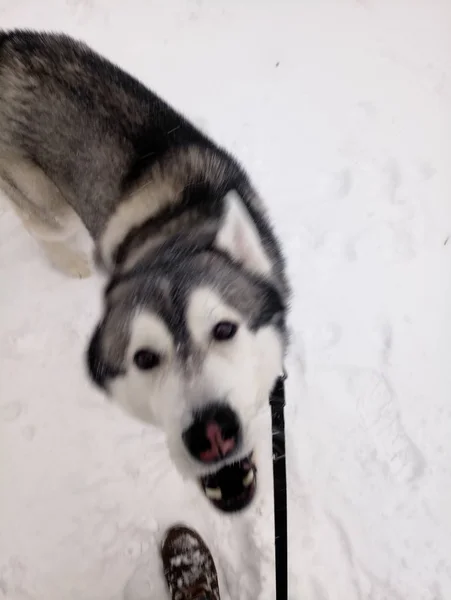 Chien Husky courant dans la neige le jour — Photo